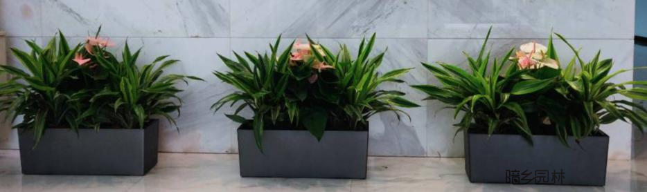 绿植组合，杭州花卉租摆，办公室绿植花卉